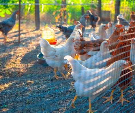 Mycoplasma in Gamefowls: How to Implement Biosecurity .